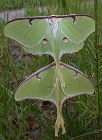 Luna Moth